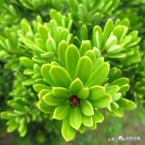 羅漢松種植方法|羅漢松：珍稀樹種的奧秘與養護撇步 – 植物盆栽綠寶典